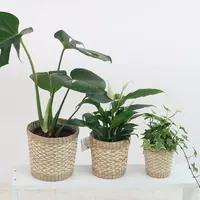 plant/pixabay