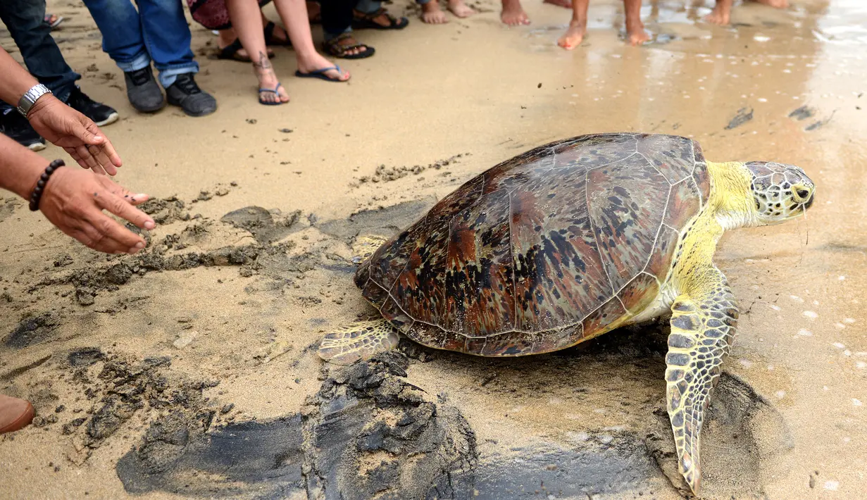 Petugas melepas penyu hijau di Pantai Kuta, Bali, Selasa (7/2). Penyu hijau (Chelonias mydas) menjadi salah satu satwa primadona yang sering diperdagangkan ilegal. (AFP PHOTO/ SONNY TUMBELAKA)