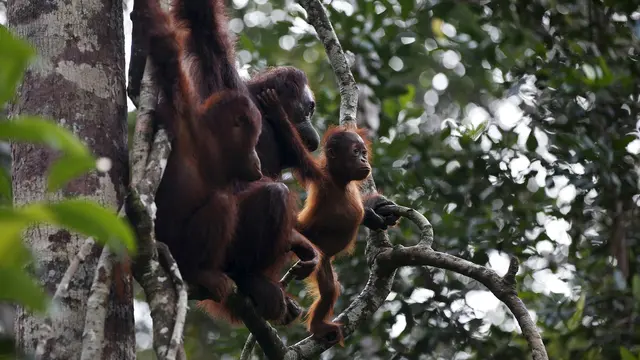 Nasib Orang utan Kian Terpinggirkan