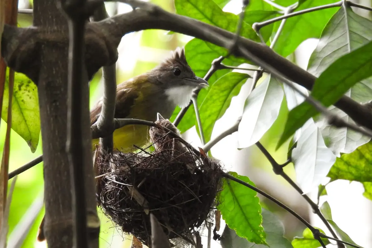 Sarang burung di Jatimulyo