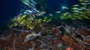 Gerombolan ikan kakap biru dan ikan kakap oriental di perairan Kabupaten Raja Ampat, Papua Barat, Indonesia Timur, 5 November 2023. (Lillian SUWANRUMPHA/AFP)