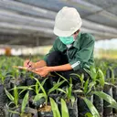 AALI Tebar Dividen Interim Rp 233 per Saham, Simak Jadwal Pembagiannya