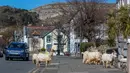 Kawanan kambing berjalan di jalan-jalan yang sepi di Llandudno, Wales utara, Selasa (31/3/2020). Kambing-kambing liar tersebut berkeliaran di jalanan kota yang tampak lengang selama pemberlakuan lockdown dalam upaya membatasi penyebaran virus corona di Kawasan tersebut. (Pete Byrne/PA via AP)