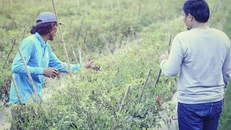 Badri (kiri) menjelaskan bagaimana menanam cabai dengan mengetahui karakteristik tanah