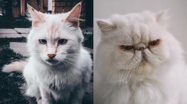 Kucing angora dan persia