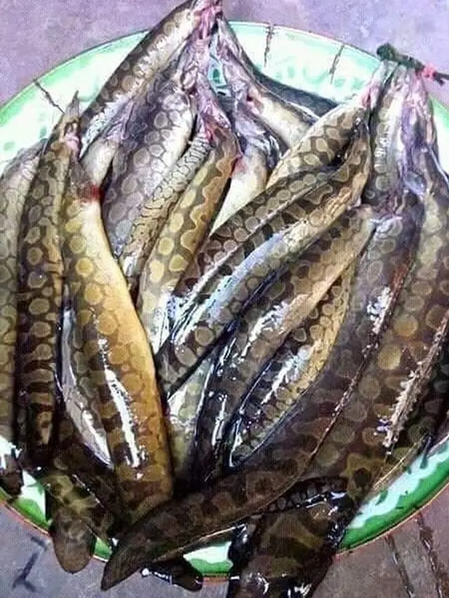 6 Potret Tangkapan Hasil Mancing Ini Bikin Mata Melotot