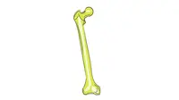 Fungsi Tulang Paha (Sumber: Pixabay)