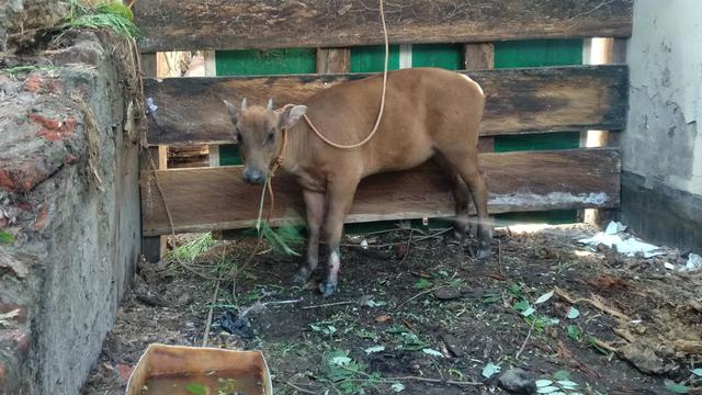 Anoa gunung yang terjerat tali petani, saat belum diamputasi.(Liputan6.com/Ahmad Akbar Fua)