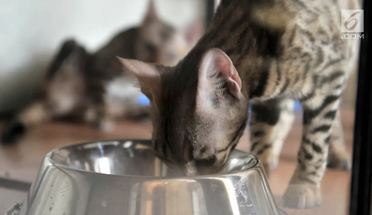 Kucing peliharaan memakan makanan saat dititipkan di Hotel Kucing Mimo, Jakarta, Rabu (29/5/2019). Hotel Kucing Mimo memiliki tarif per malam sebesar Rp 50 ribu untuk standar, Rp 75 ribu untuk deluxe, dan Rp 100 ribu untuk VIP. (merdeka.com/Iqbal Nugroho)