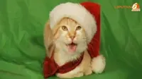 Lucunya Kucing Menyanyikan Lagu Bertema Natal