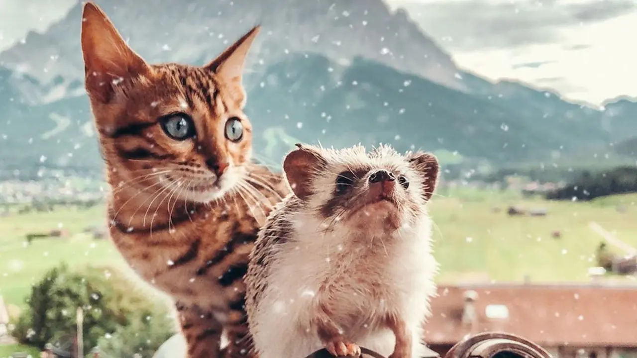 Landak dan Kucing