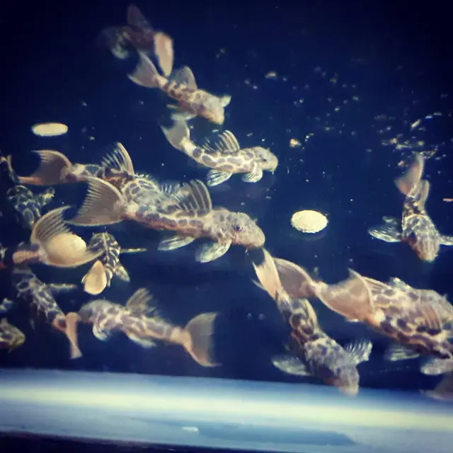 Ikan