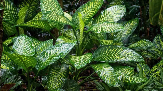 Ilustrasi tanaman aglaonema