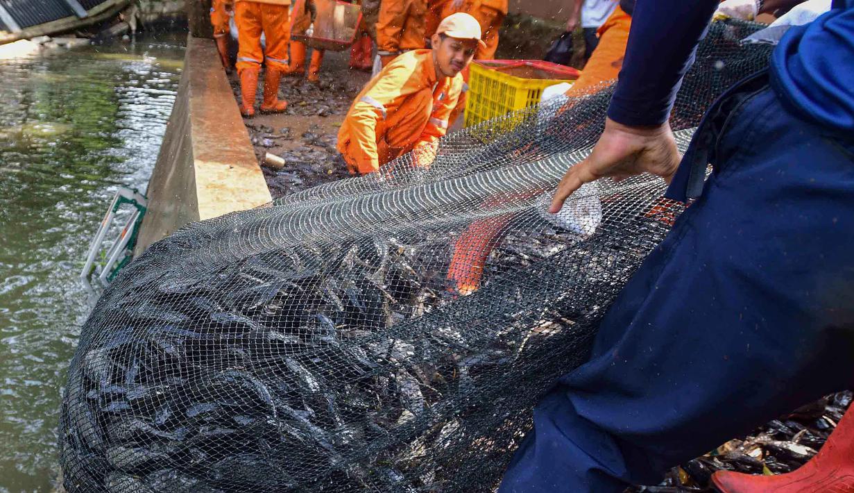 Upaya tersebut dilakukan sebagai bagian dari pengendalian populasi ikan sapu-sapu yang dinilai semakin mendominasi perairan di wilayah Ibu Kota. Tampak dalam foto, Petugas Penanganan Prasarana dan Sarana Umum (PPSU) mengangkat jaring berisi ikan sapu-sapu di kawasan Setu Babakan, Jakarta Selatan, Jumat (17/4/2026). (merdeka.com/Arie Basuki)