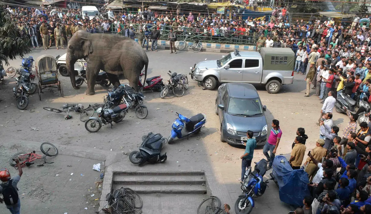 Warga menyaksikan gajah liar yang mengamuk di depan pusat perbelanjaan di Siliguri, India, Rabu (10/2). Gajah yang panik itu lari membabi buta, merusak mobil-mobil dan motor-motor yang diparkir sebelum terkena obat penenang. (AFP PHOTO / Diptendu Dutta)