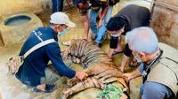 Dilakukan penanganan medis terhadap harimau sumatera (Dokumentasi BBKSDA Sumut)
