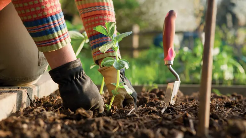 Manfaat berkebun