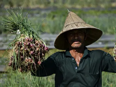 Seorang petani menunjukkan bawang saat panen di sebuah peternakan di Pekan Bada, dekat Banda Aceh (22/1/2020). Petani di daerah itu menyatakan panen bawang saat ini menguntungkan petani karena bersamaan dengan naiknya harga komoditas tersebut. (AFP Photo/Chaideer Mahyuddin)