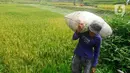 Petani memanggul gabah dalam karung saat panen padi jenis Pandanwangi di Desa Sukamakmur, Bogor, Jawa Barat, Minggu (5/11/2023). (merdeka.com/Arie Basuki)