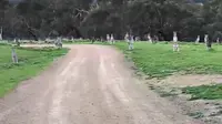 Seorang pesepeda berpapasan dengan belasan kanguru di taman dan dua belah pihak sempat saling menunggu.