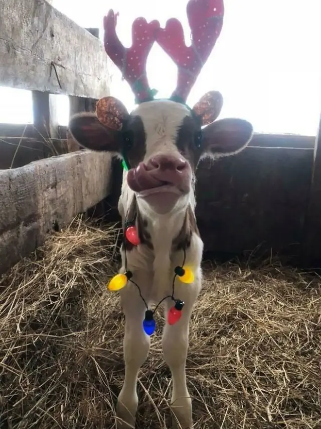 7 Potret Kocak Hewan Saat Natal, Heboh Banget