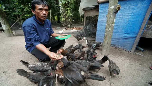 Program PHE Jambi Merang untuk usaha ternak ayam-bebek di Dusun 7 Desa Muara Medak (Foto: PHE)
