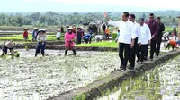 Presiden Joko Widodo atau Jokowi saat memantau penanaman pagi bersama di Kabupaten Banyumas, Jawa Tengah, Rabu (3/1/2024). (Dok. Biro Pers Sekretariat Presiden)