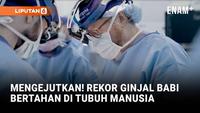 Mengejutkan, Rekor Daya Tahan Ginjal Babi di Tubuh Manusia