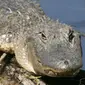 Aligator Amerika (Steve Hillebrand/US Fish & Wildlife Service)