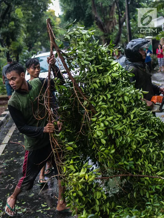 Petugas Dinas Kebersihan dan Pertamanan membersihkan pohon tumbang akibat hujan deras di kawasan jalan Sutan Syahrir, Jakarta, Kamis (22/11). Tumbangnya pohon tersebut disebabkan hujan deras yang melanda Jakarta siang tadi. (Liputan6.com/Faizal Fanani)