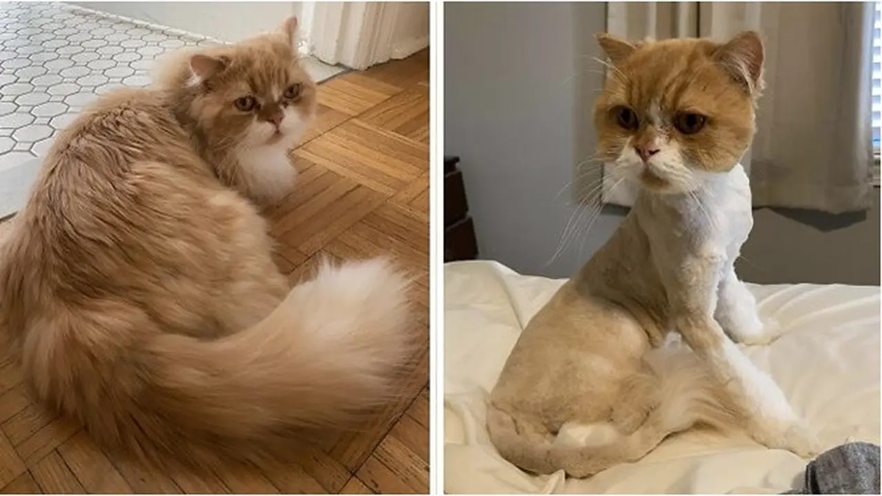 6 Potret Kucing Bulunya Dicukur, Penampilannya Bikin Kasihan tapi Lucu