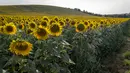 Bunga matahari terlihat di sebuah lapangan di Ayguesvives, Toulouse, Prancis selatan (23/7/2019). Peramal cuaca memperkirakan suhu tertinggi di berbagai negara eropa termasuk Prancis tempat merkuri akan mencapai 40 derajat Celcius untuk pertama kalinya pada 23 Juli 2019. (AFP Photo/Cabanis Eric)