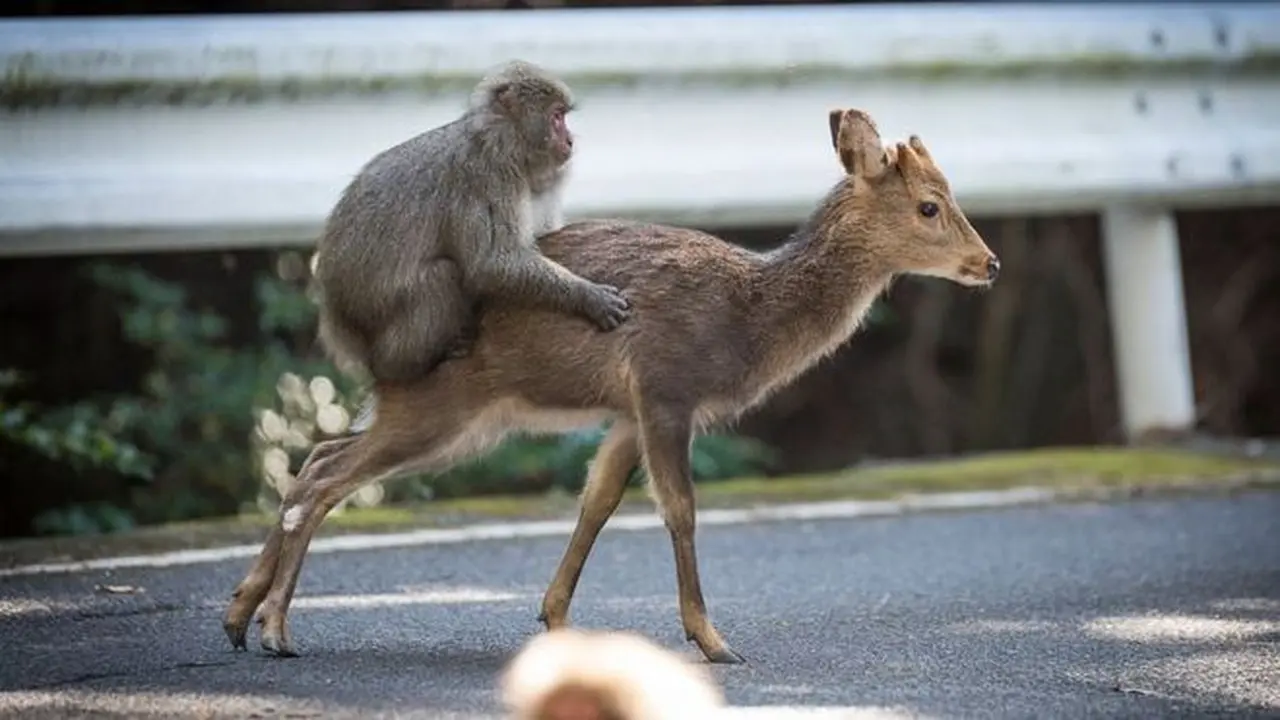 Ilmuwan Pergoki Monyet Kawin dengan Rusa