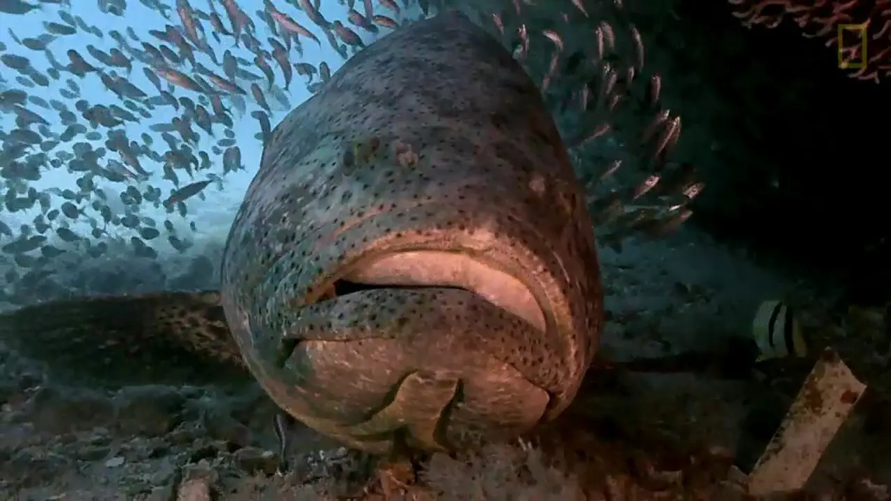 Ikan Kerapu Raksasa Seberat 181 Kilogram