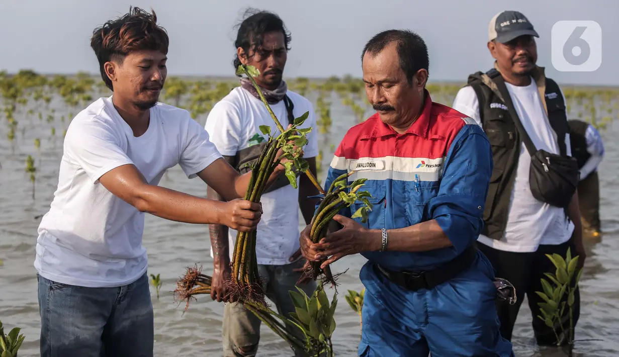 Bakau jenis Rhizophora Mucronata juga mampu menahan gelombang laut serta memberikan dampak pada peningkatan biota laut. (Liputan6.com/Angga Yuniar)