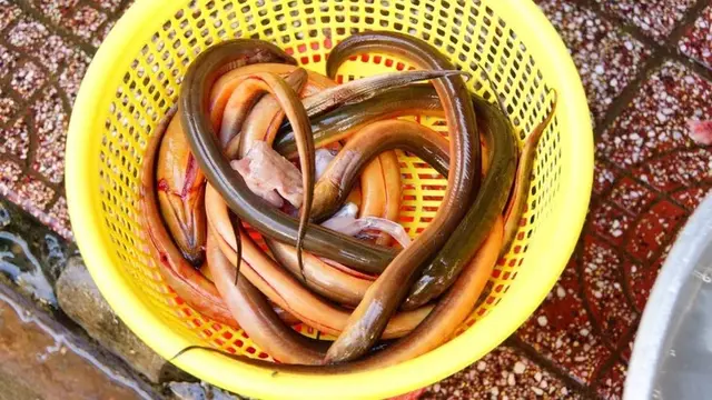 Rahasia Menghilangkan Lendir Belut dengan Garam dan Jeruk Nipis, Dijamin Ampuh