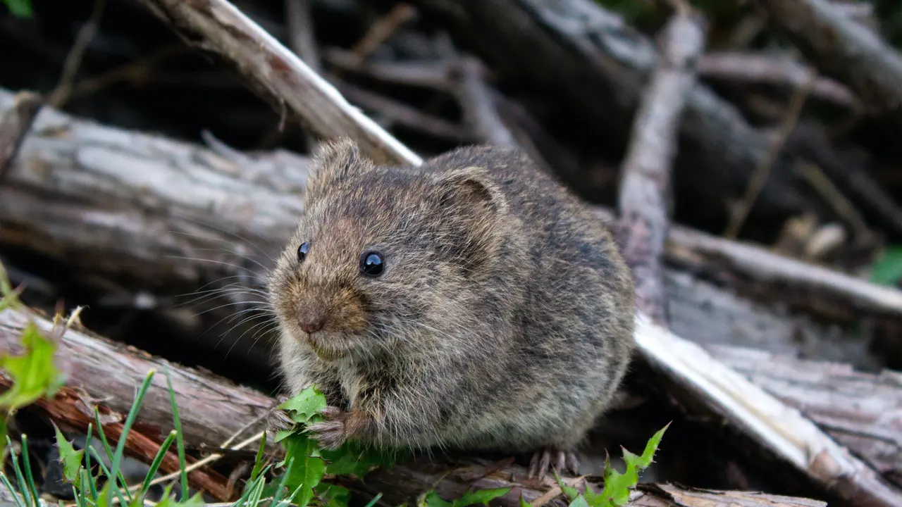 Tikus - Vania