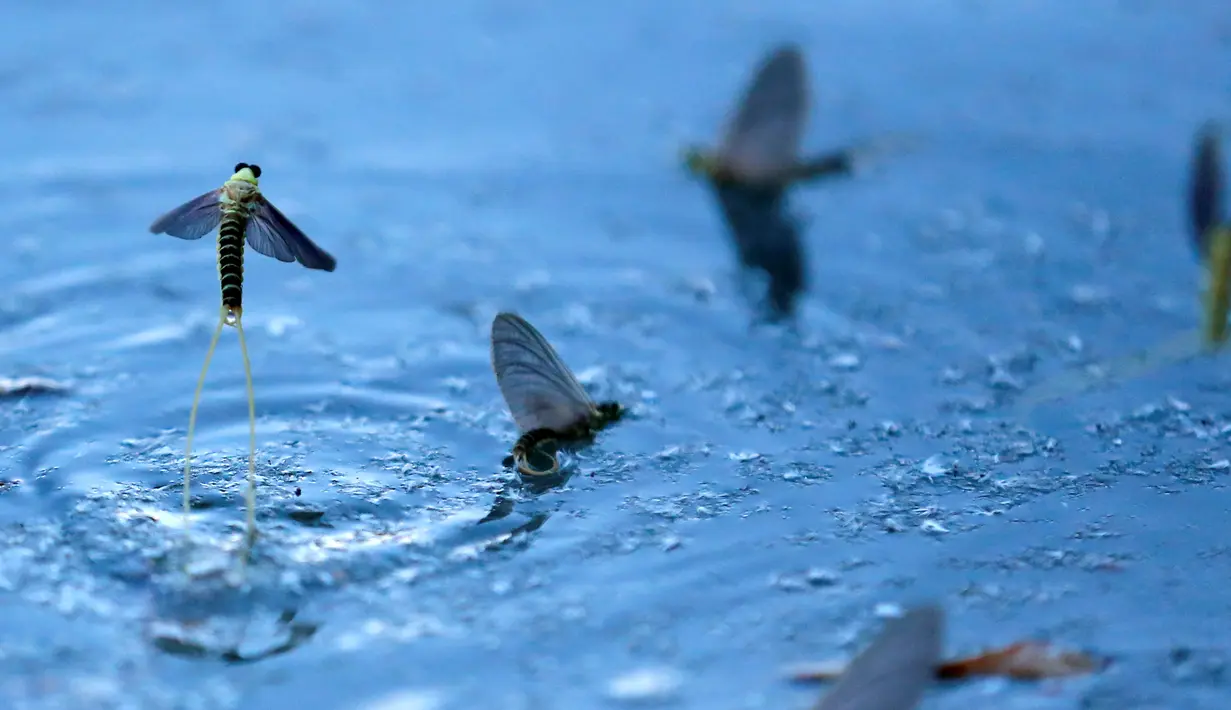 Kawanan lalat capung ekor panjang (Palingenia longicauda) berkumpul di permukaan sungai Tisza untuk kawin, Hungaria, Selasa (14/6). Umurnya hanya dari 30 menit sampai 1 hari. (REUTERS / Laszlo Balogh)