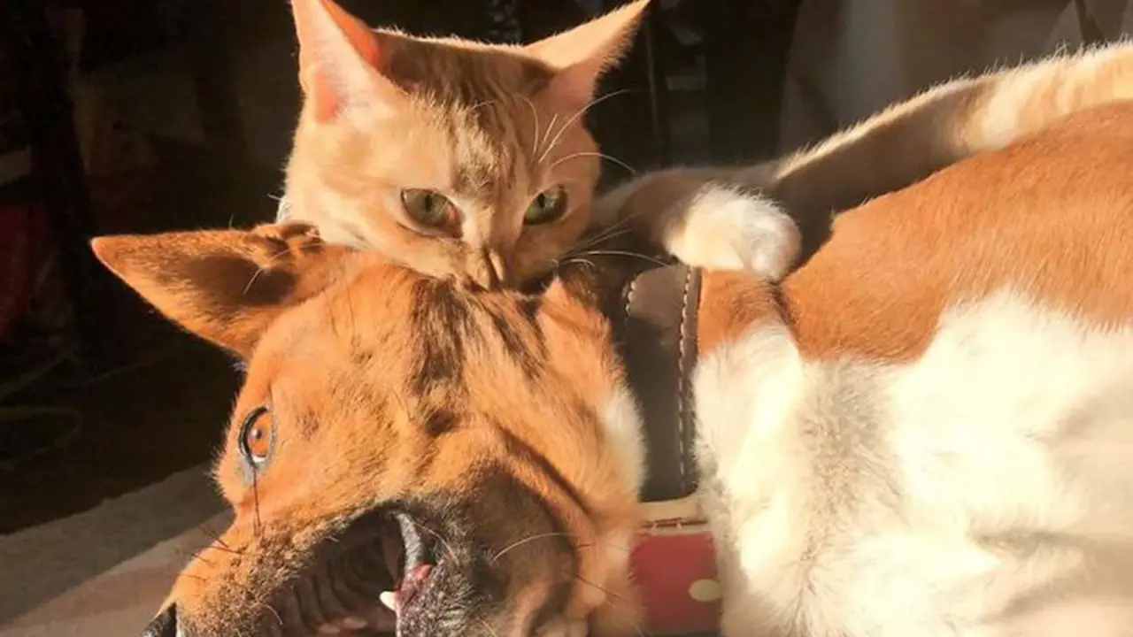 kucing vs anjing