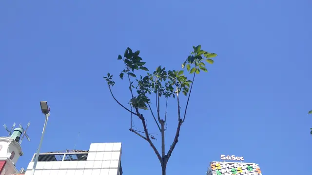 Pohon-pohon tabebuya telah berdiri tegak, tertanam di sepanjang trotoar Cikina, Jakarta. (Liputan6.com/Ade Nasihudin Al Ansori)