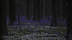 Selama bertahun-tahun, pertunjukan tahunan berupa hamparan karpet bunga-bunga bluebell yang membentang di bawah dedaunan segar pohon beech sebagian besar merupakan suguhan lokal untuk beberapa orang yang tahu. (AP Photo/Virginia Mayo)