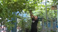 Supriyanto menemukan cara untuk bisa berkebun anggur di teras rumahnya di daerah Jagakarsa, Jakarta Selatan. Anggur yang ditanamnya juga mampu hasilkan jutaan rupiah meski hanya tumbuh di teras rumah. (Foto: Liputan6.com).