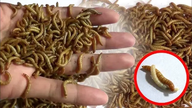 Ide Pakan Ayam Kampung dari Serangga Alami Pekarangan