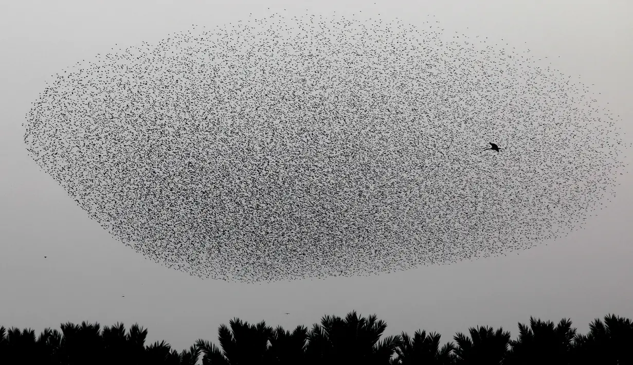 Burung-burung jalak terbang berkelompok di dekat bangau membentuk pola sebelum hinggap untuk beristirahat di wilayah Jordania, Tepi Barat r pada 2 Januari 2020. Fenomena ini disebut murmuration, yakni ketika kawanan besar burung migran membentuk pola penerbangan. (MENAHEM KAHANA/AFP)