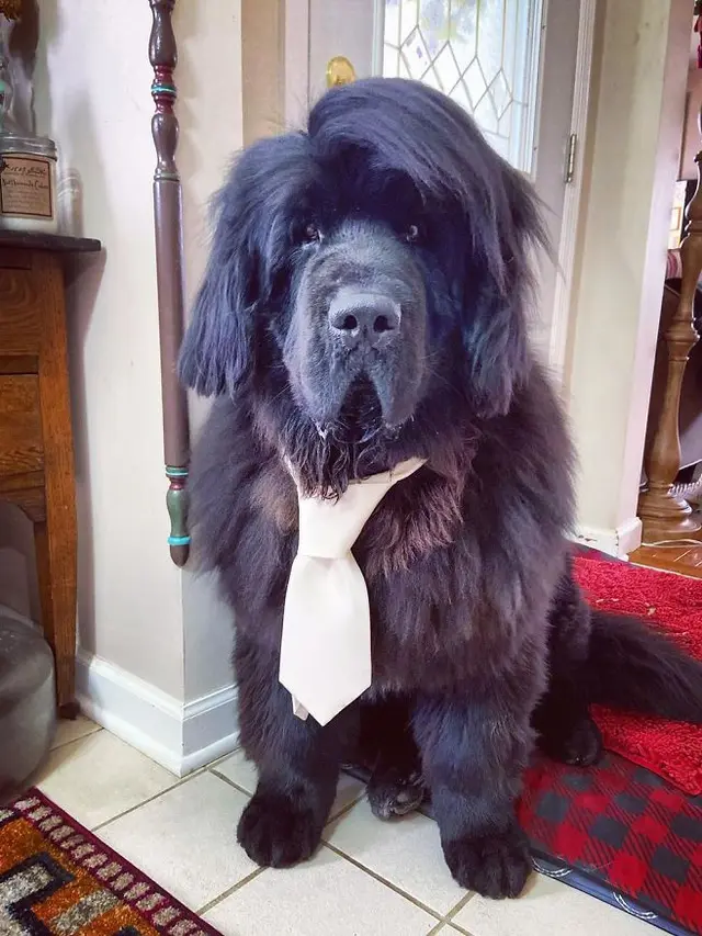 anjing didandani setiap hari