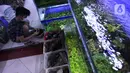 Penjual mengecek ikan di Sentra Ikan Hias, Dinas Kelautan, Pertanian dan Ketahanan Pangan DKI Jakarta, Senin (9/8/2021). Selama masa pandemi Covid-19 pendapatan para penjual ikan hias mengalami penurunan yang cukup signifikan. kerumunan. (Liputan6.com/Johan Tallo)