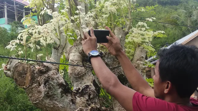 Daun Kelor Putih