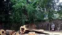 Batang pohon besar setinggi lebih 15 meter dipotong setelah tumbang di dekat Kebun Binatang Kota Bandung, Kecamatan Coblong, Senin, 18 Oktober 2021. (Liputan6.com/Dikdik Ripaldi)