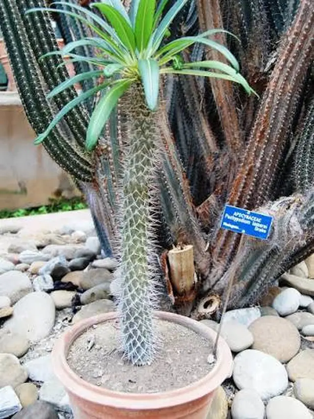 Tanaman Hias yang Bentuknya Mirip Miniatur Pohon di Rumah