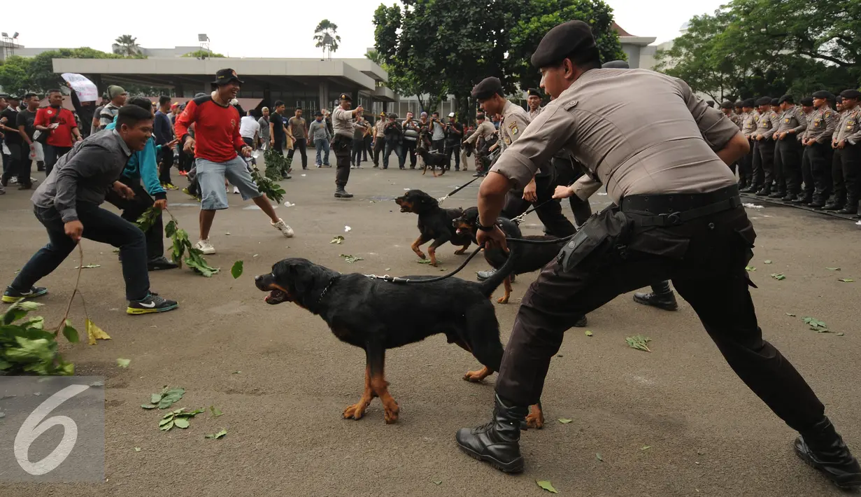 Polda Metro Jaya melakukan simulasi pengamanan pelaksanaan Pilkada Serentak 2015 di Parkir Timur Senayan, Jakarta, Kamis (6/8/2015). Polisi mengerahkan satuan satwa untuk mengamankan situasi pasca pemungutan suara. (Liputan6.com/Helmi Fithriansyah)